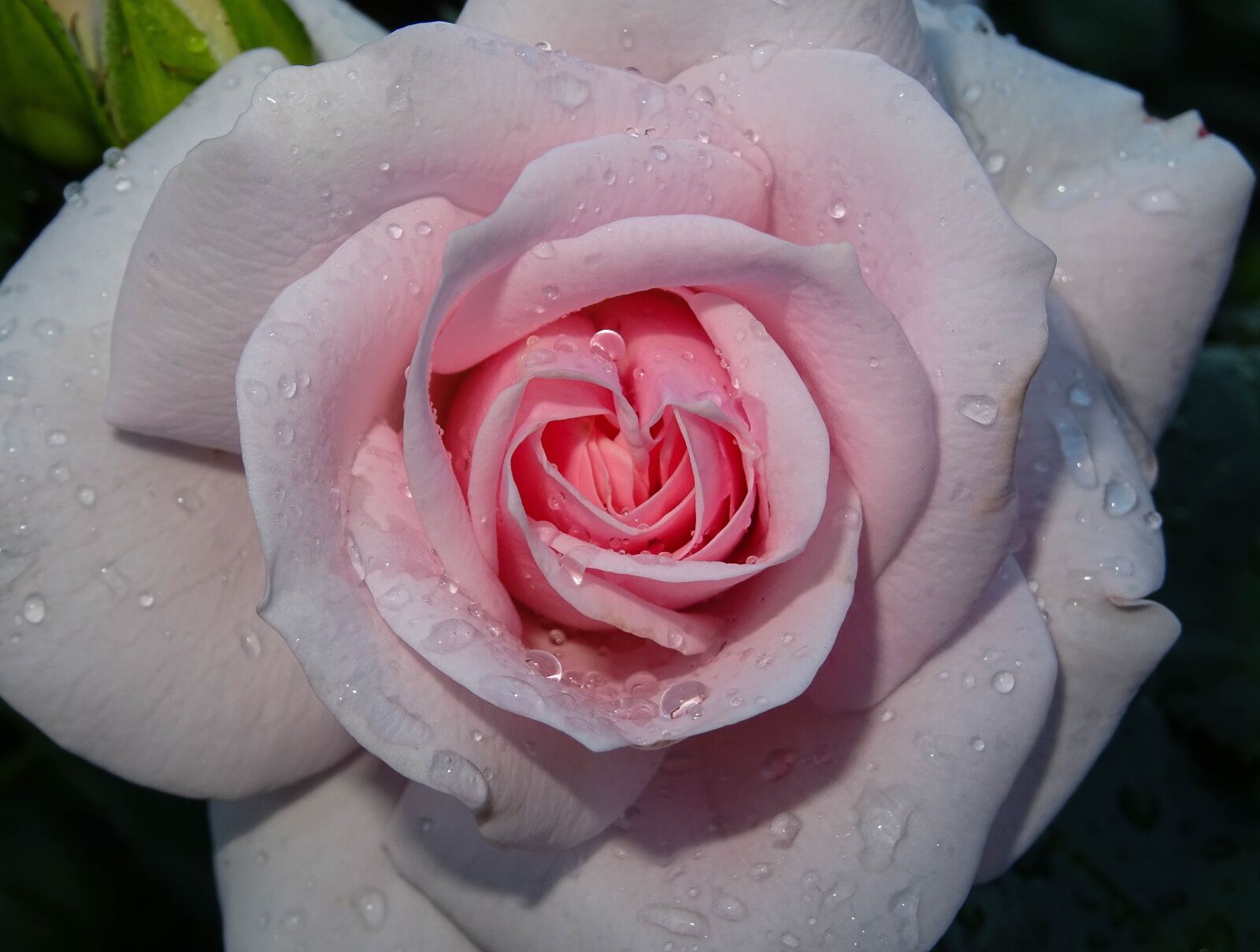 Sony DSC-HX60V sample photo. Rose, pink, drip photography