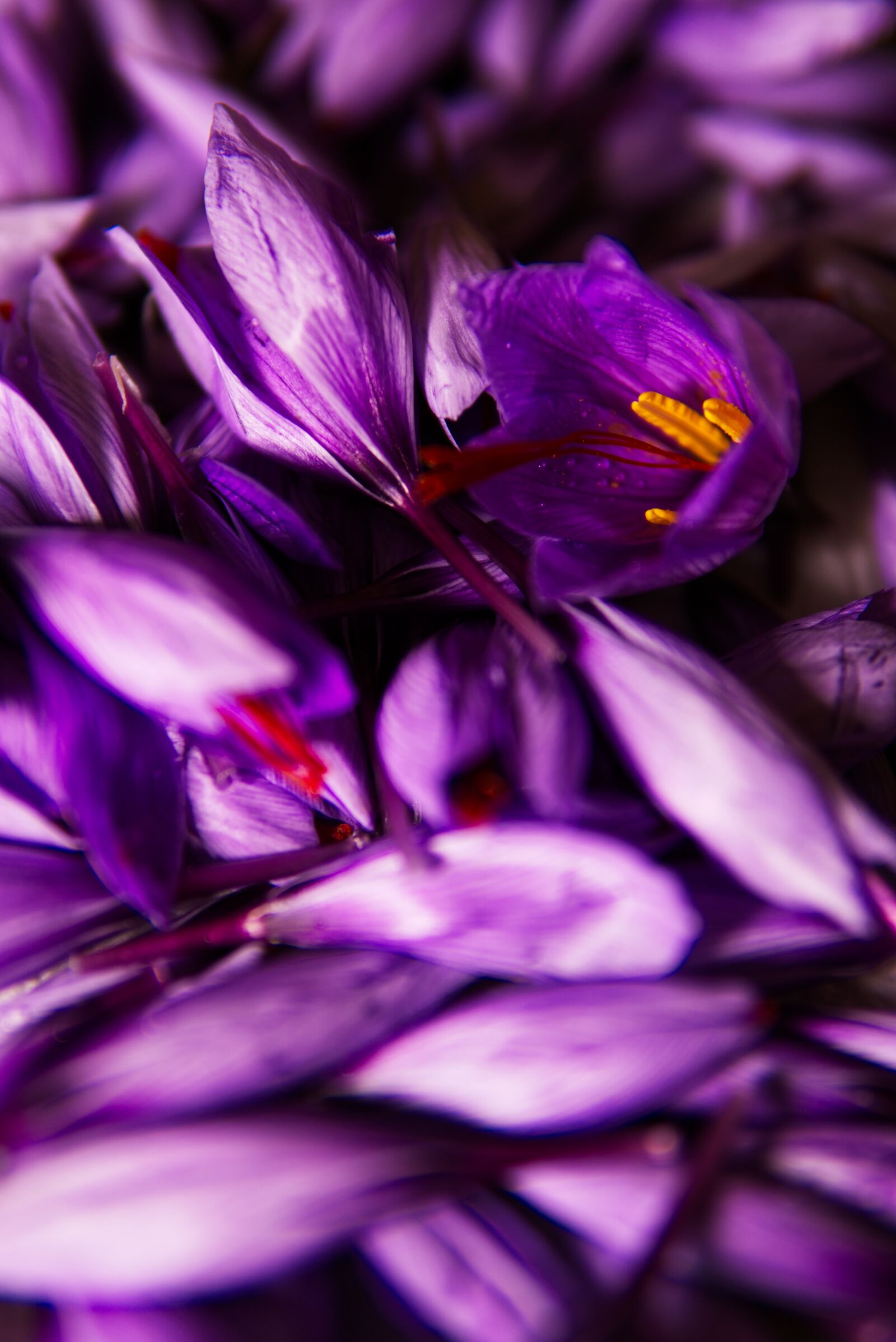 30mm F1.4 DC DN | Contemporary 016 sample photo. Saffron, spice, pistils photography