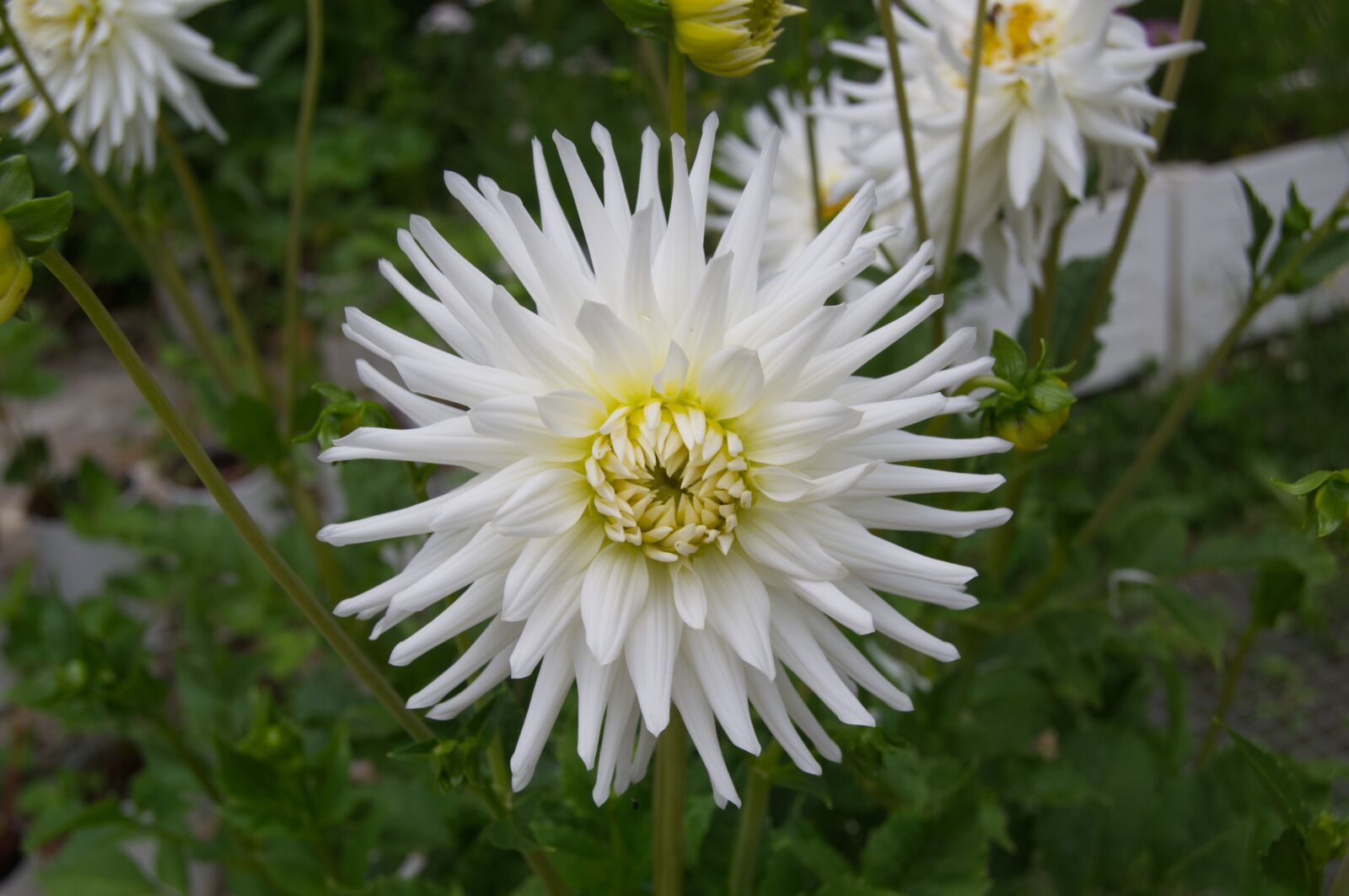 Nikon D3100 sample photo. Flower, spring, nature photography