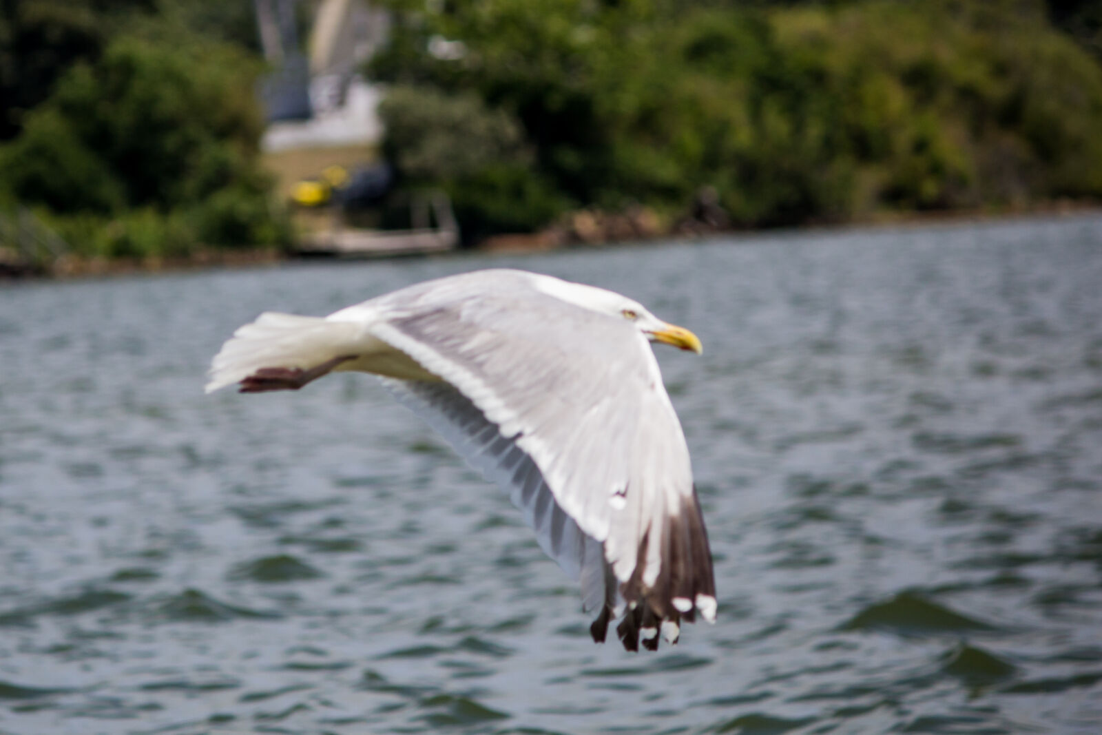 Canon EOS 600D (Rebel EOS T3i / EOS Kiss X5) sample photo. Seagull photography