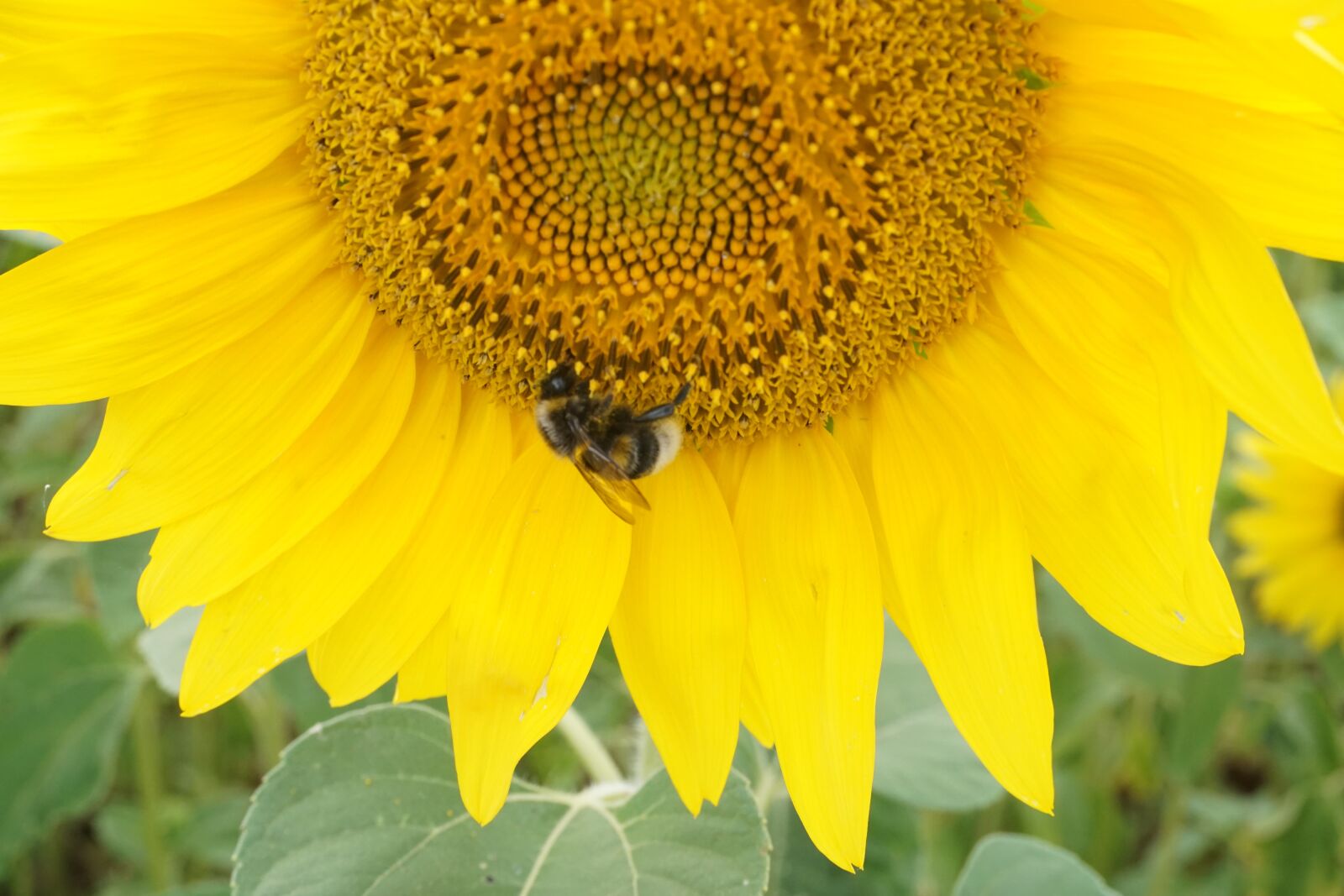 Sony E 16-50mm F3.5-5.6 PZ OSS sample photo. Sunflower, bee, yellow photography