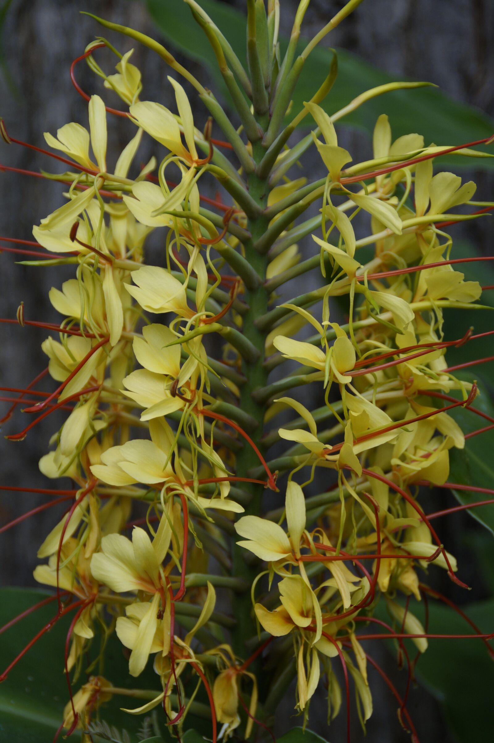 Sony SLT-A58 sample photo. Exot, exotic, plant photography