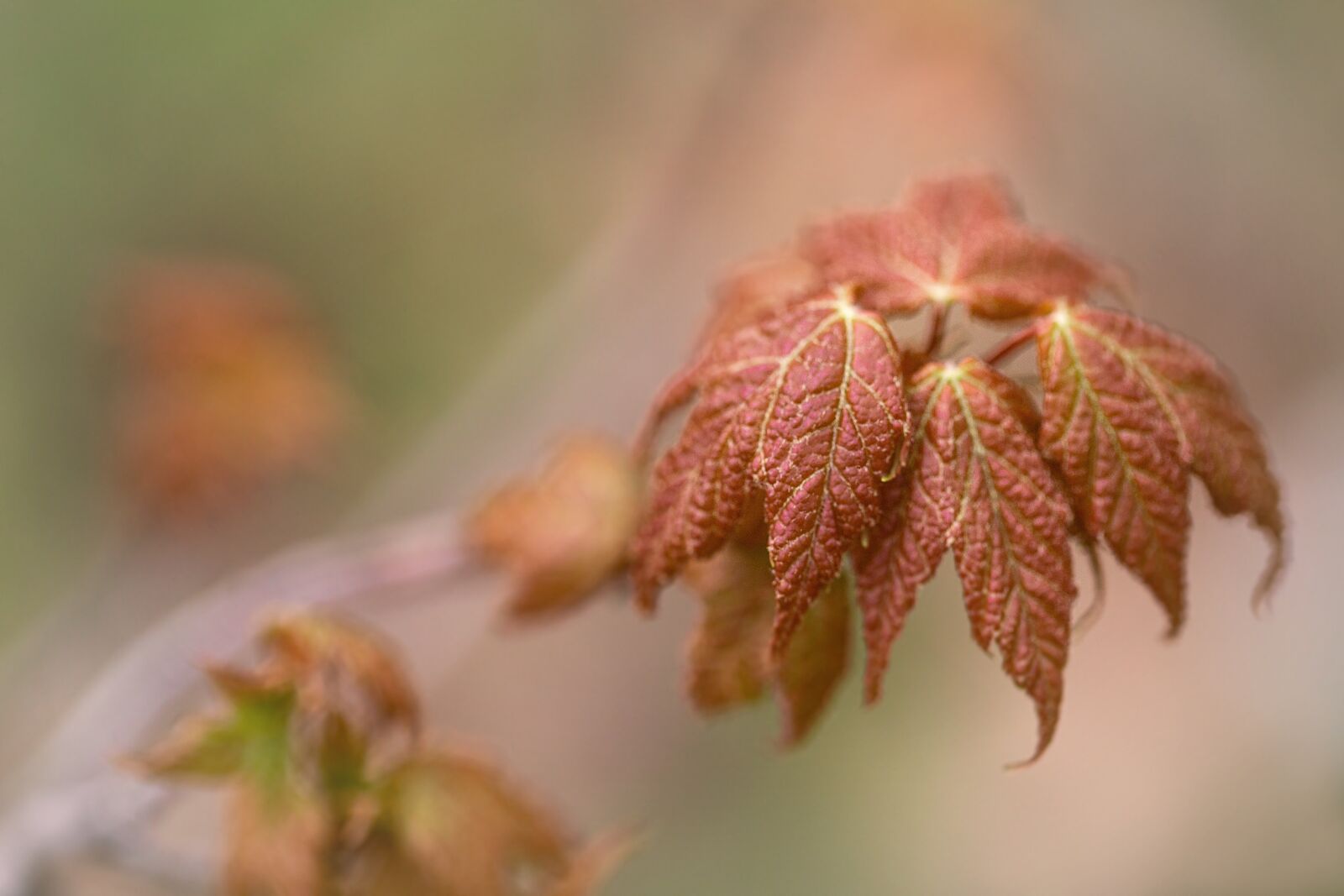 Canon EF 100mm F2.8L Macro IS USM sample photo. Leaf, fall, autumn photography