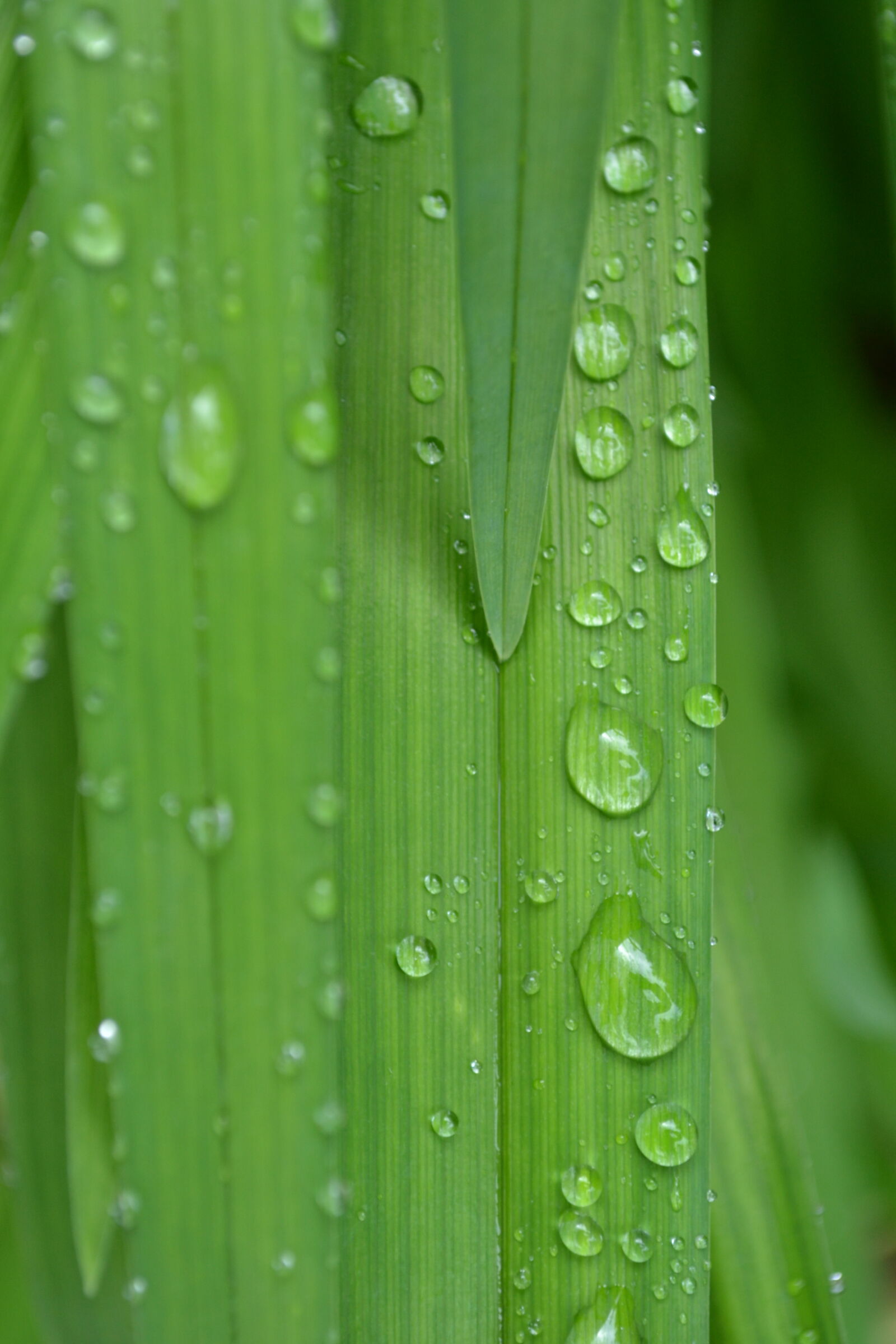 Nikon D3100 sample photo. Green, leaf, nature, sky photography