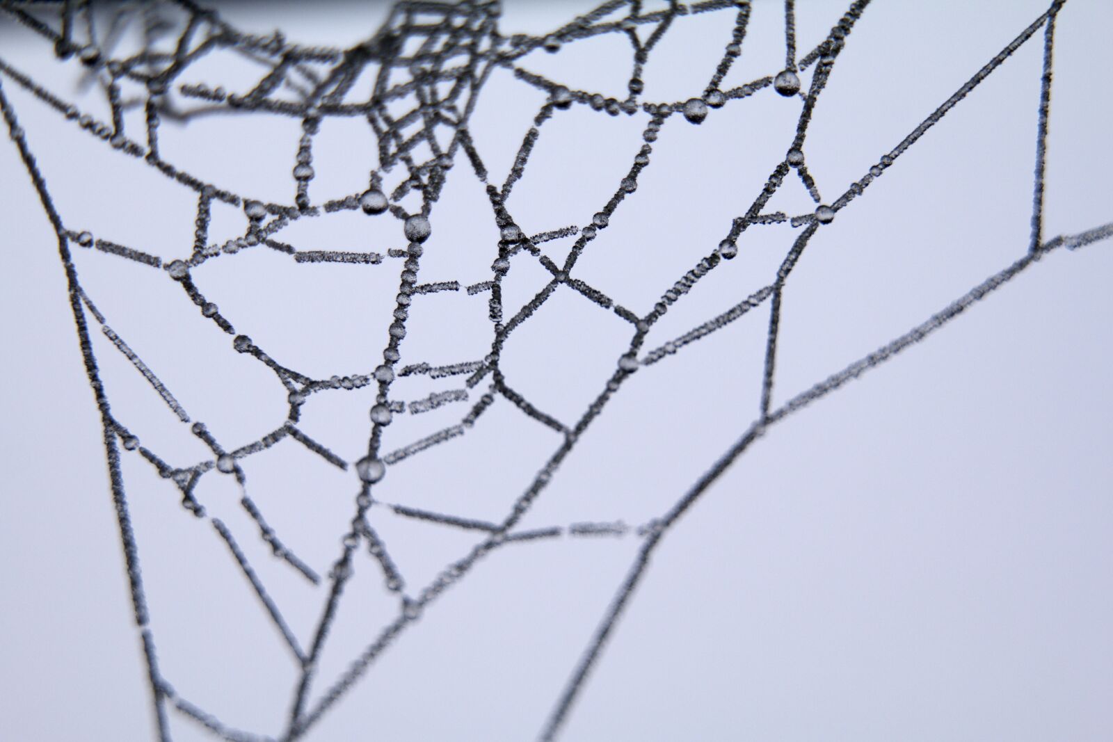 Canon EOS 70D sample photo. Close, up, cobweb, macro photography