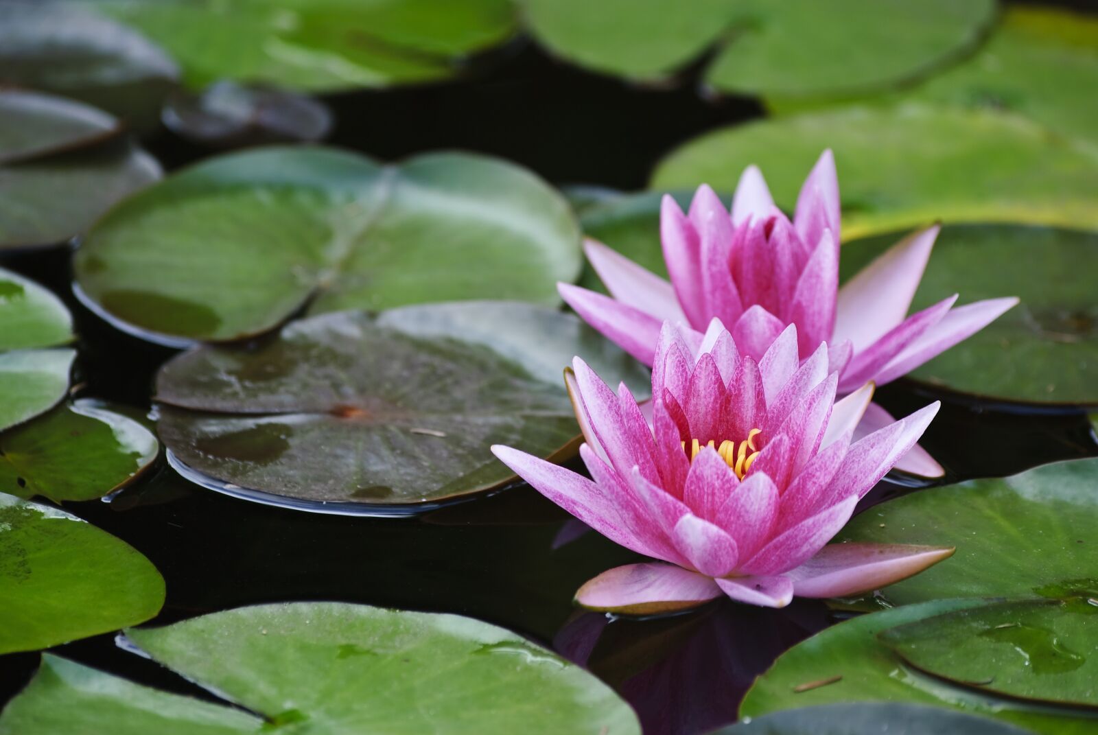 Nikon D80 sample photo. Nature, green, water lilies photography