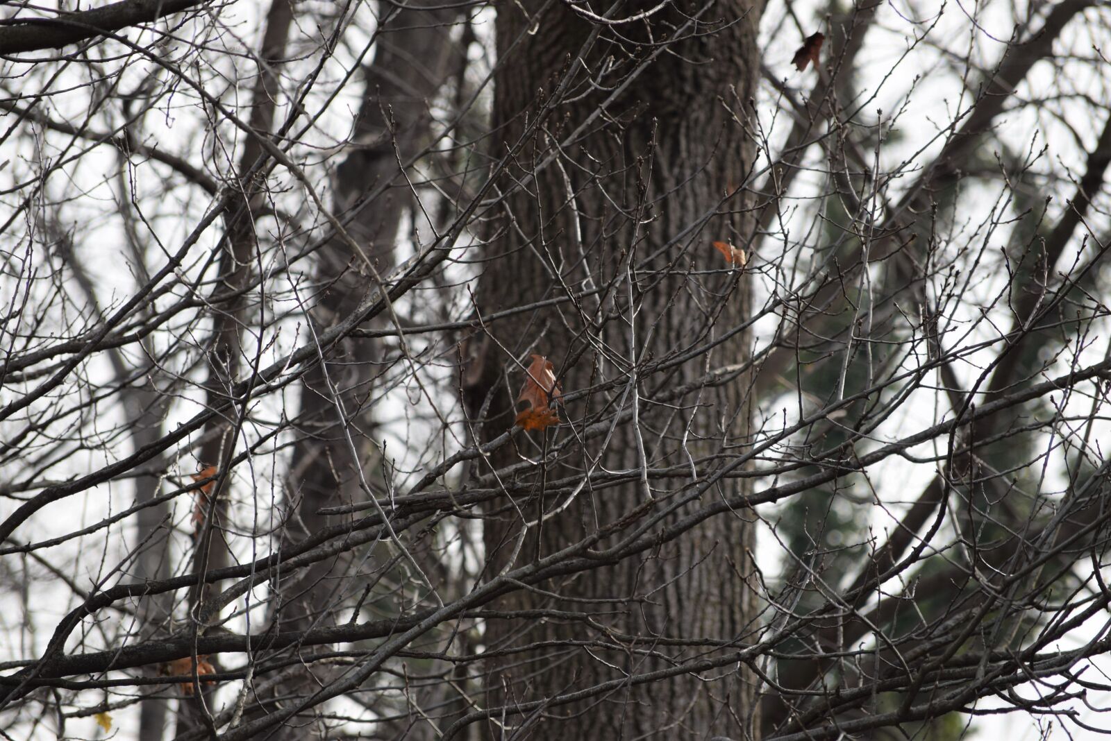 Nikon D3300 sample photo. Tree, winter, falling leaf photography