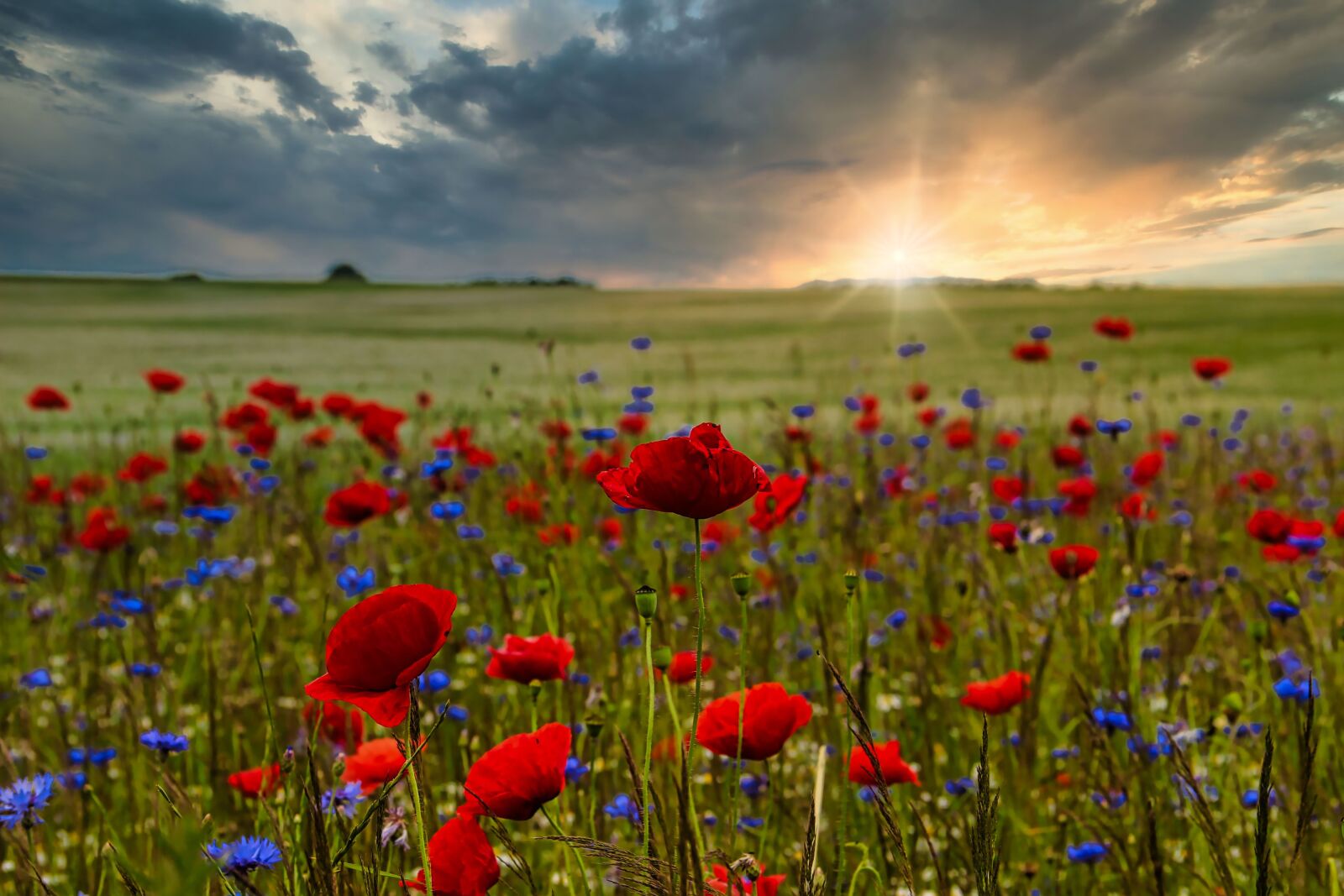 Canon EF-S 18-135mm F3.5-5.6 IS sample photo. Landscape, poppy, red photography