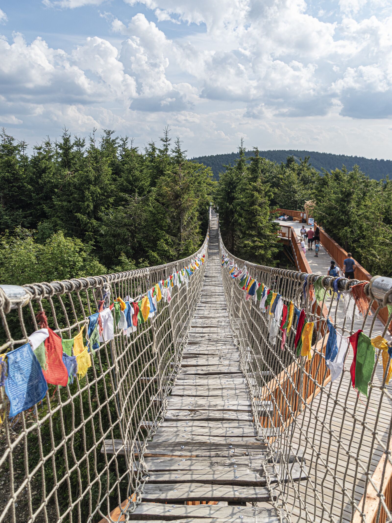 Nikon D5600 sample photo. Nature, bridge, forest photography
