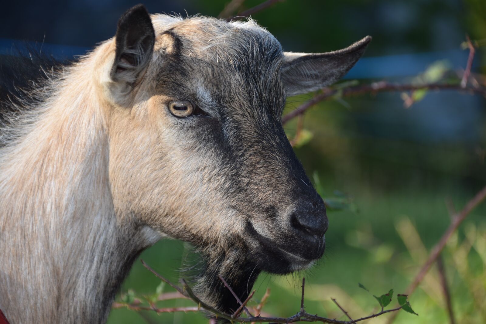 Nikon D5600 sample photo. Goat, goat with horns photography