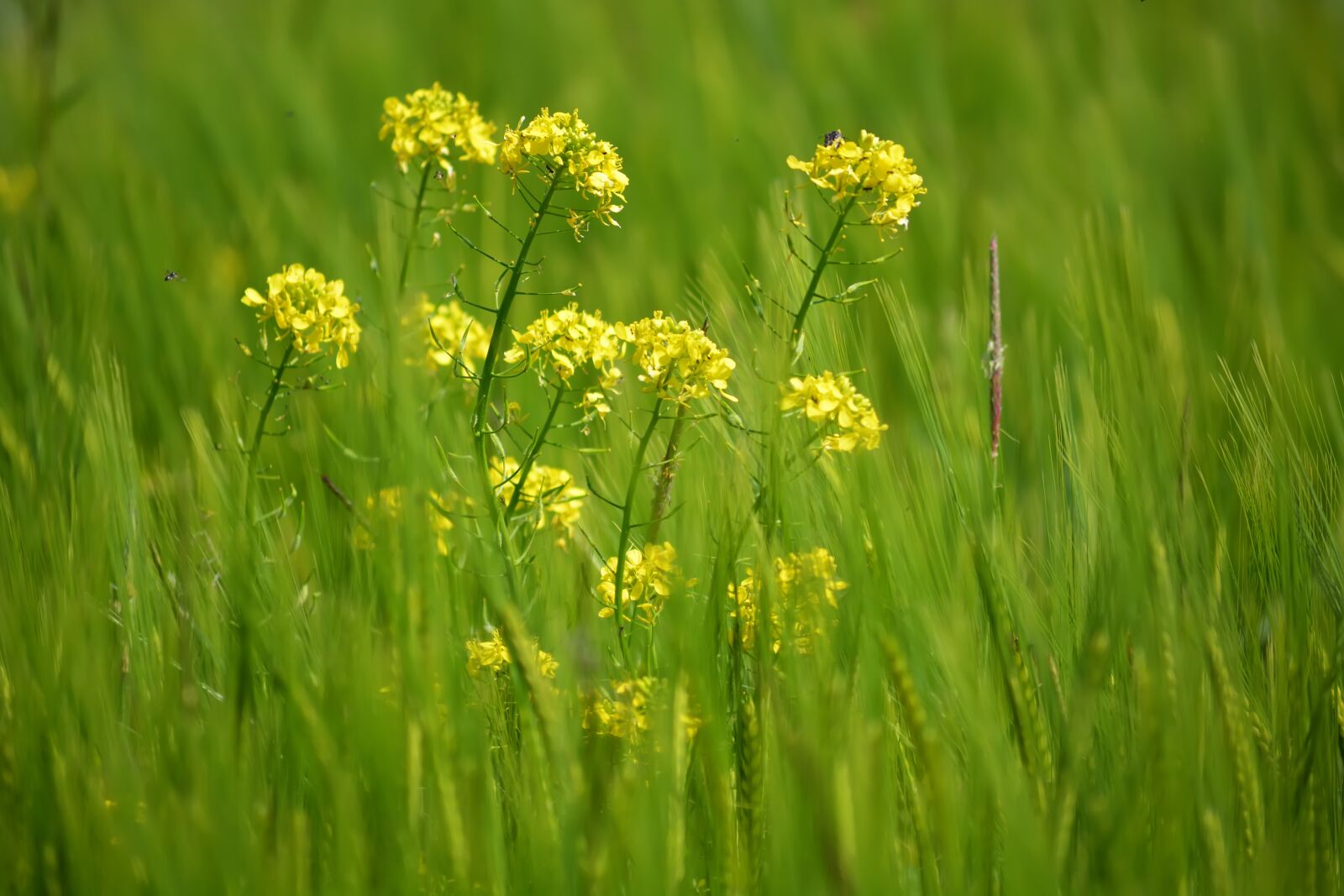 Nikon D5200 sample photo. Grass, spikes, grain photography