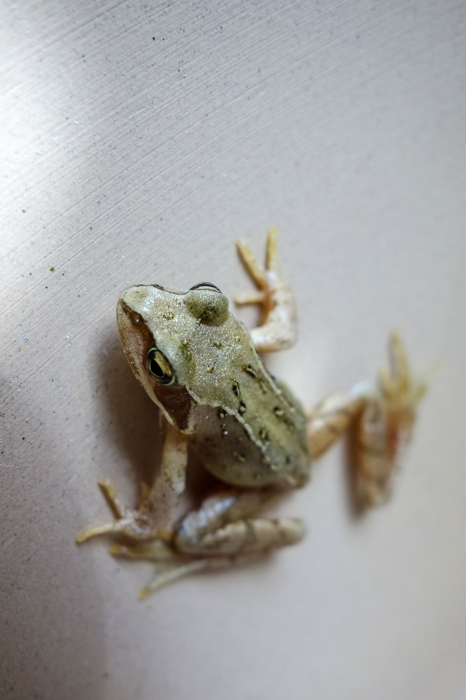 Sony Cyber-shot DSC-RX100 sample photo. Frog, animal, sandstone photography