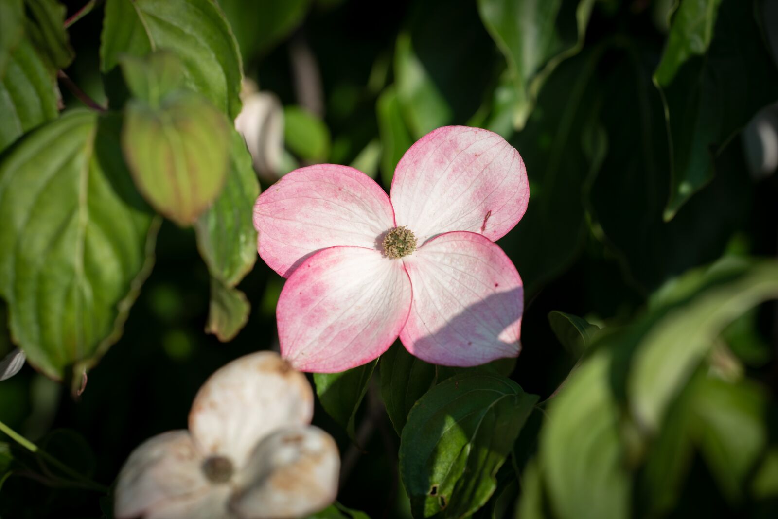 Nikon D750 sample photo. Flowers, dogwood, spring photography