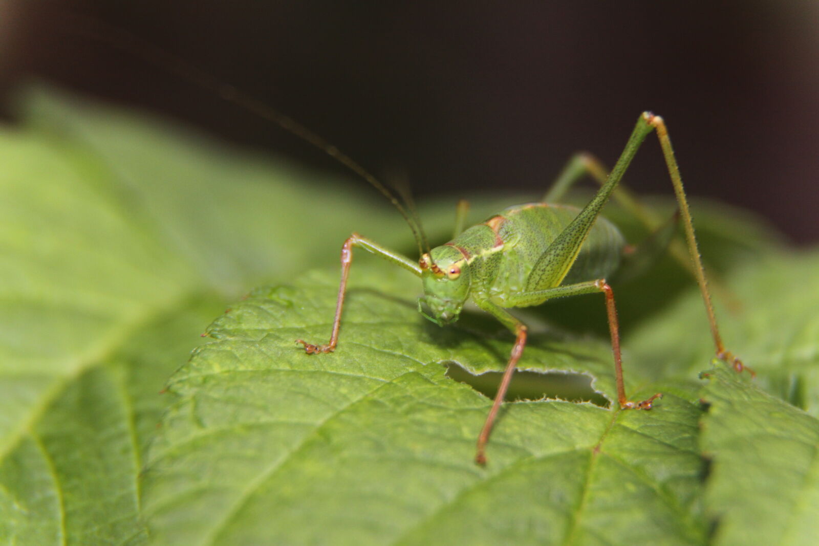 Canon EOS 50D sample photo. Leaf, green, insect, grasshopper photography
