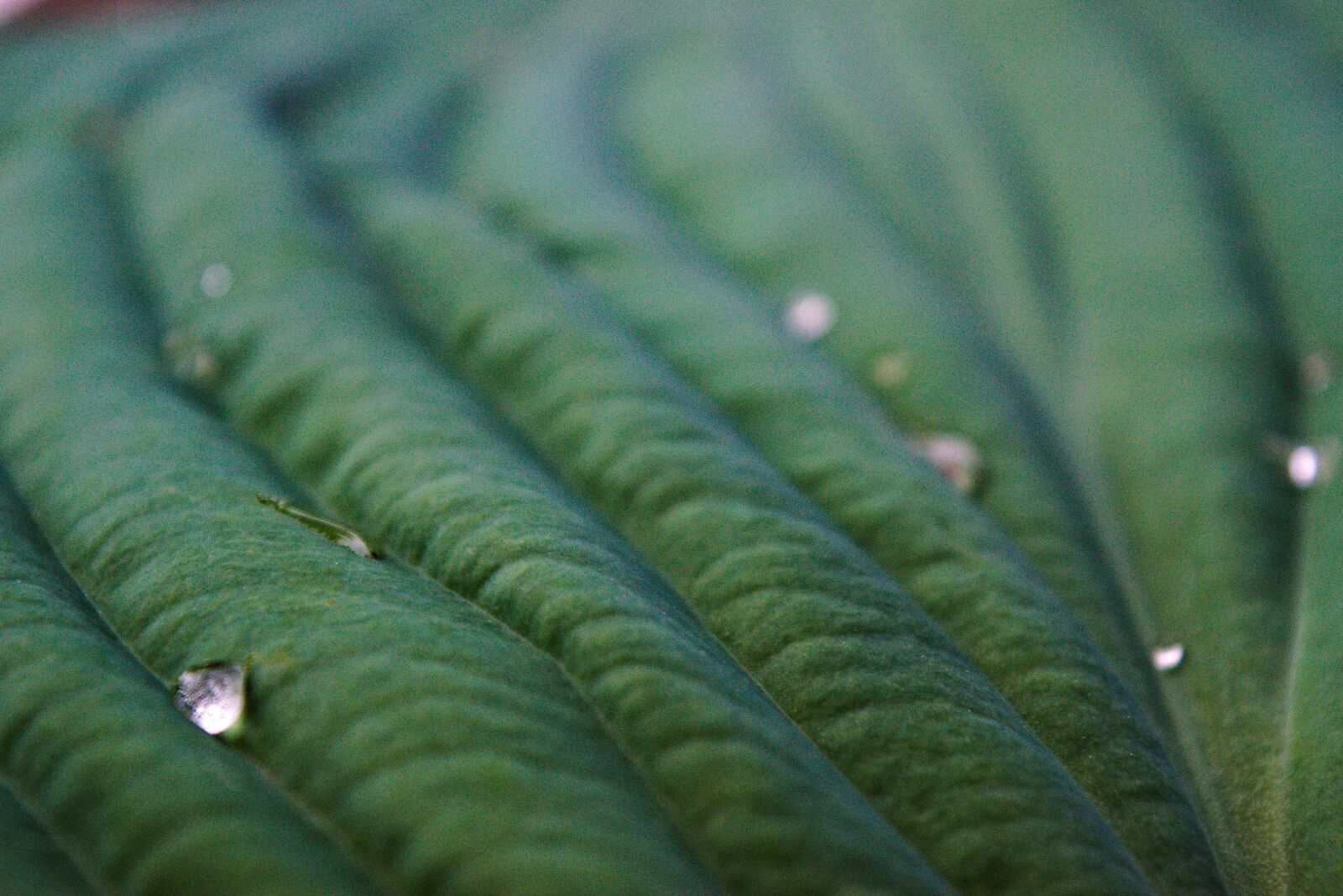 Nikon D3300 sample photo. Rain droplets on leaves photography