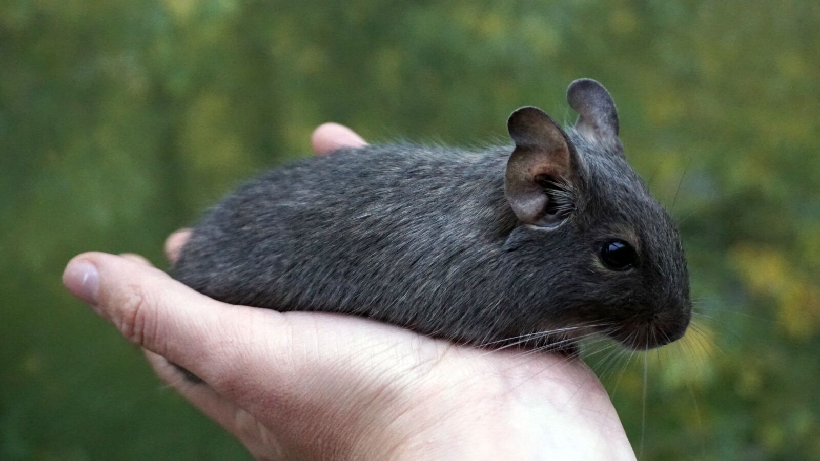 Sony a6300 sample photo. Degu, wore rat, hand photography