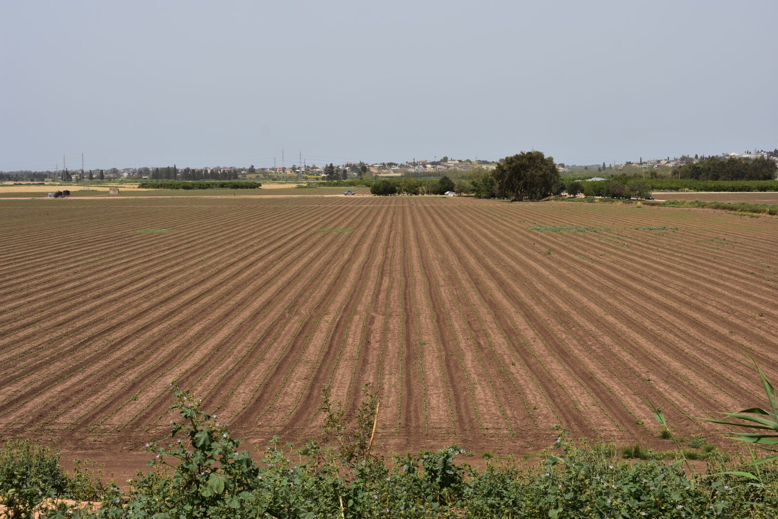 Nikon D3400 sample photo. Field, plant, nature photography