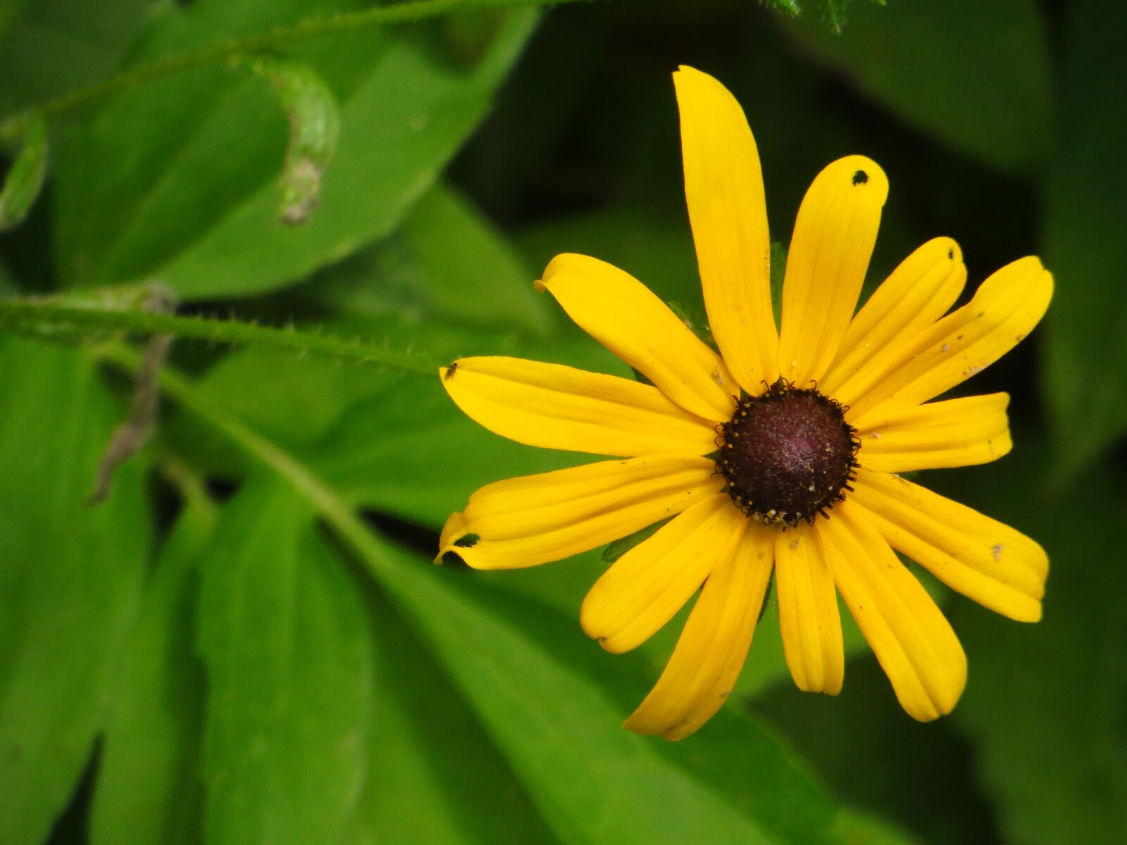 Canon PowerShot SX260 HS sample photo. Black, eyed, susan photography