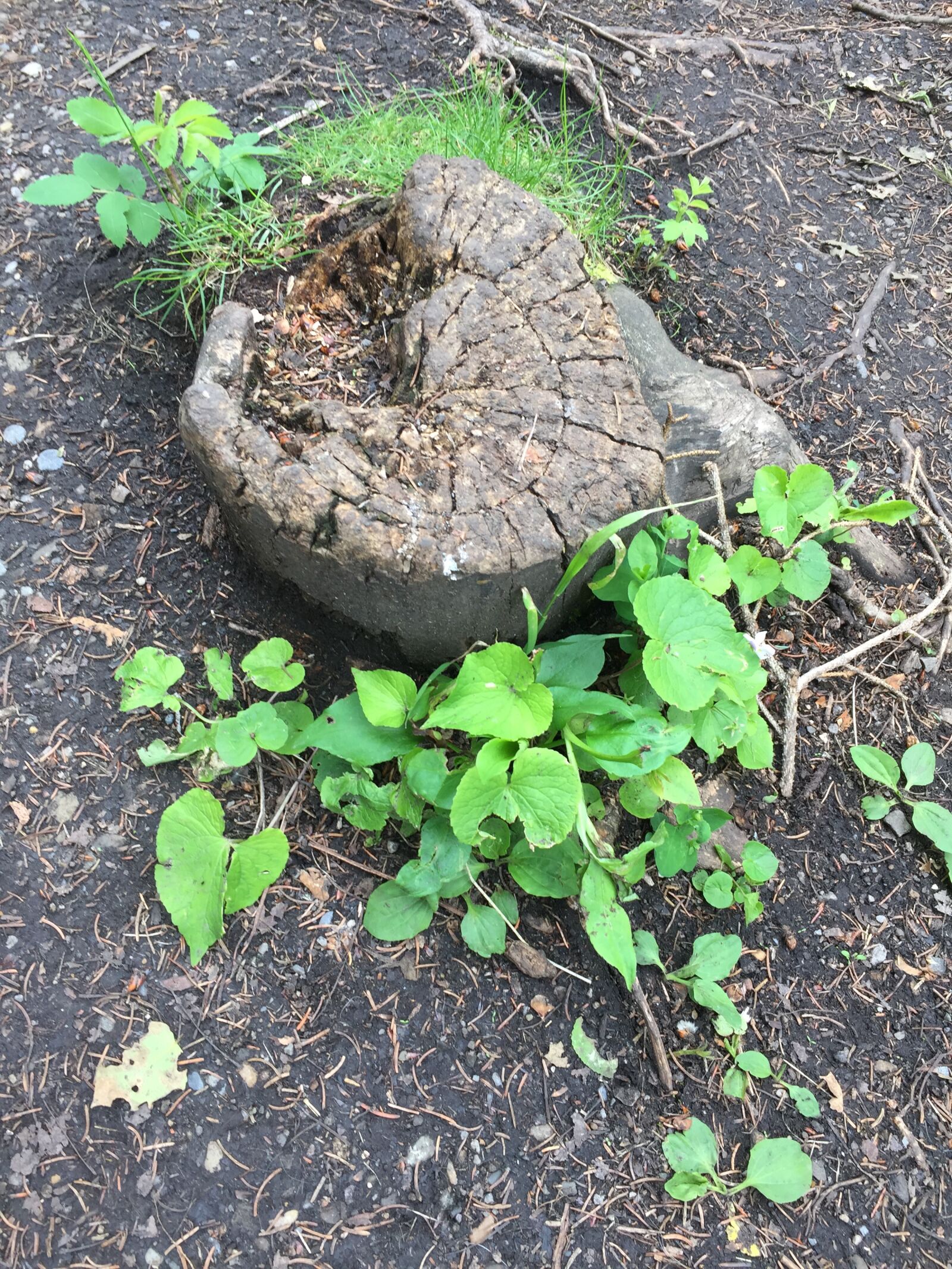iPhone 6 back camera 4.15mm f/2.2 sample photo. Growth, plant, spring photography