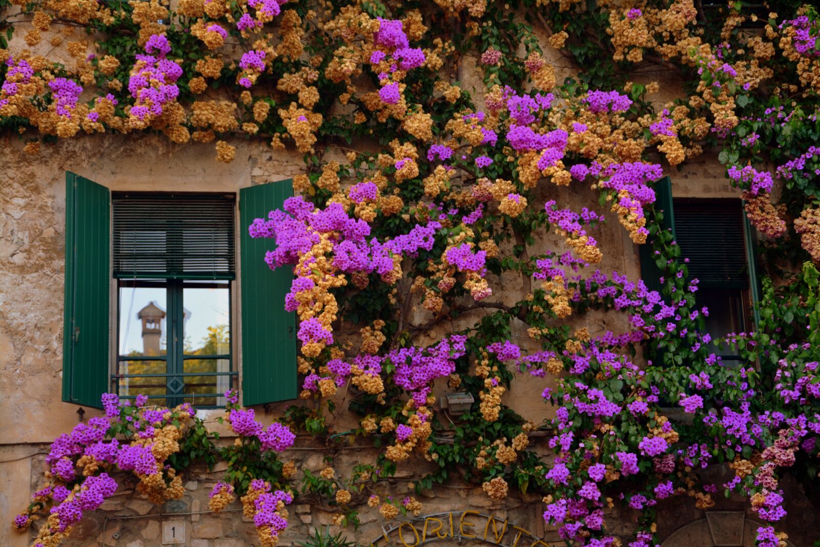 Nikon D7100 sample photo. Flowers, wall, window photography
