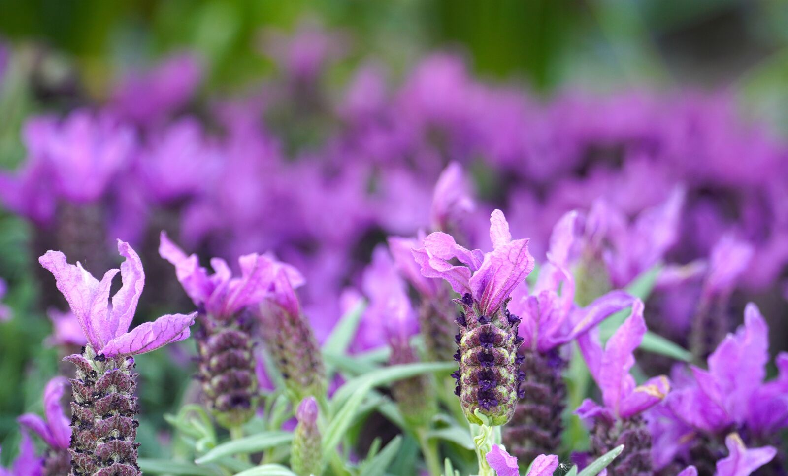 Sony E PZ 18-105mm F4 G OSS sample photo. Lavender, blossom, bloom photography