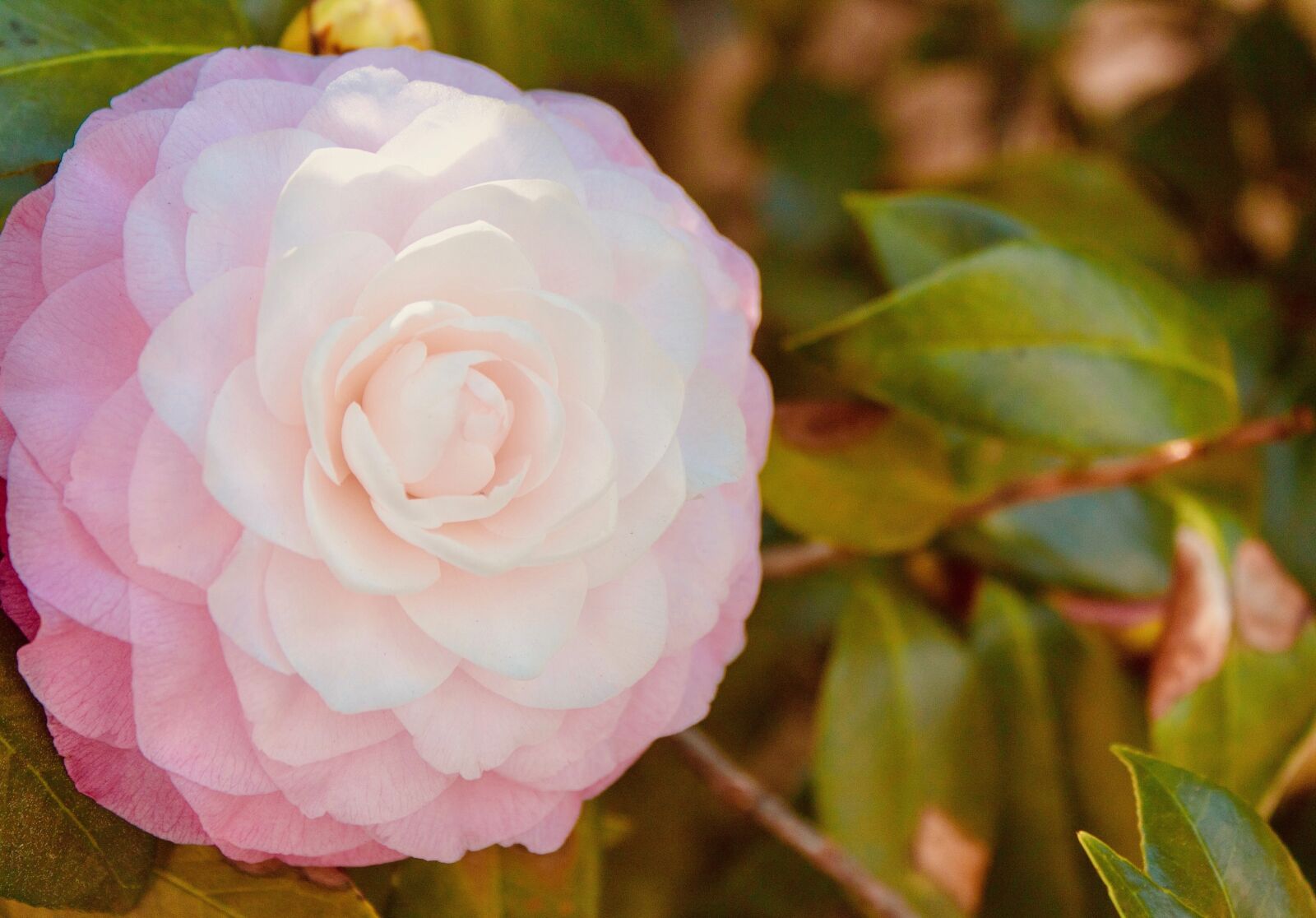 Canon EOS 1300D (EOS Rebel T6 / EOS Kiss X80) sample photo. Camellia, pink, nature photography