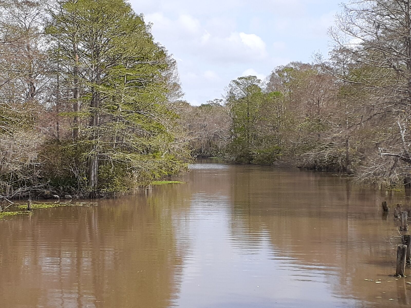 Samsung Galaxy A20 sample photo. Outdoors, swamp, louisiana photography