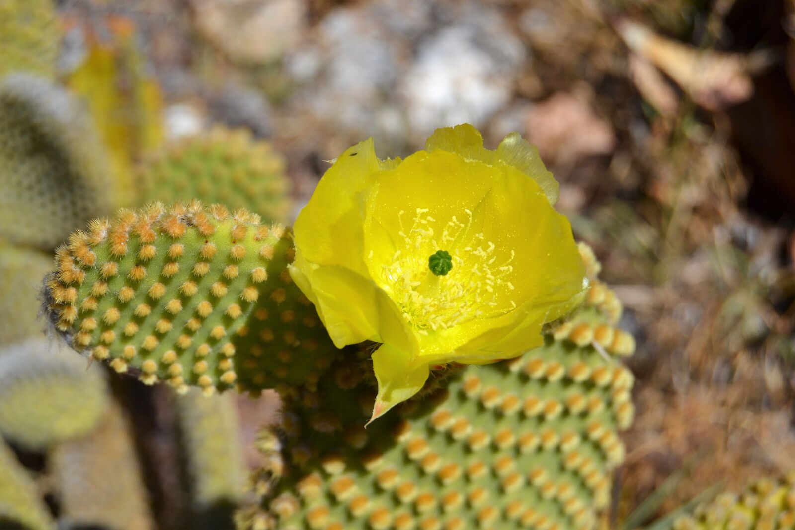 Nikon D3100 sample photo. Cactus, flower, cactus flowers photography