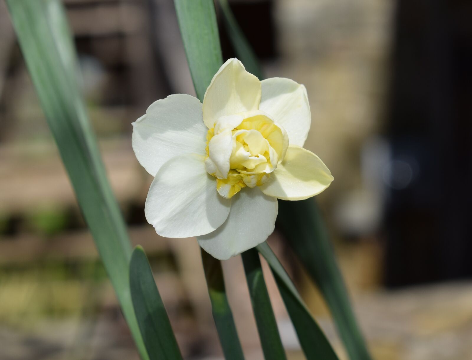 Nikon D3300 sample photo. Double narcissus, flower, blossom photography