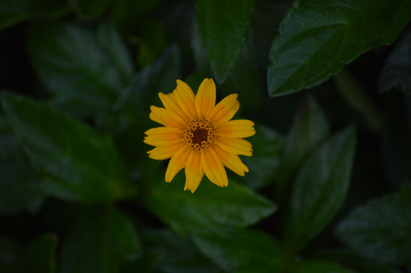 Nikon D3200 sample photo. Flowers, yellow, spring photography