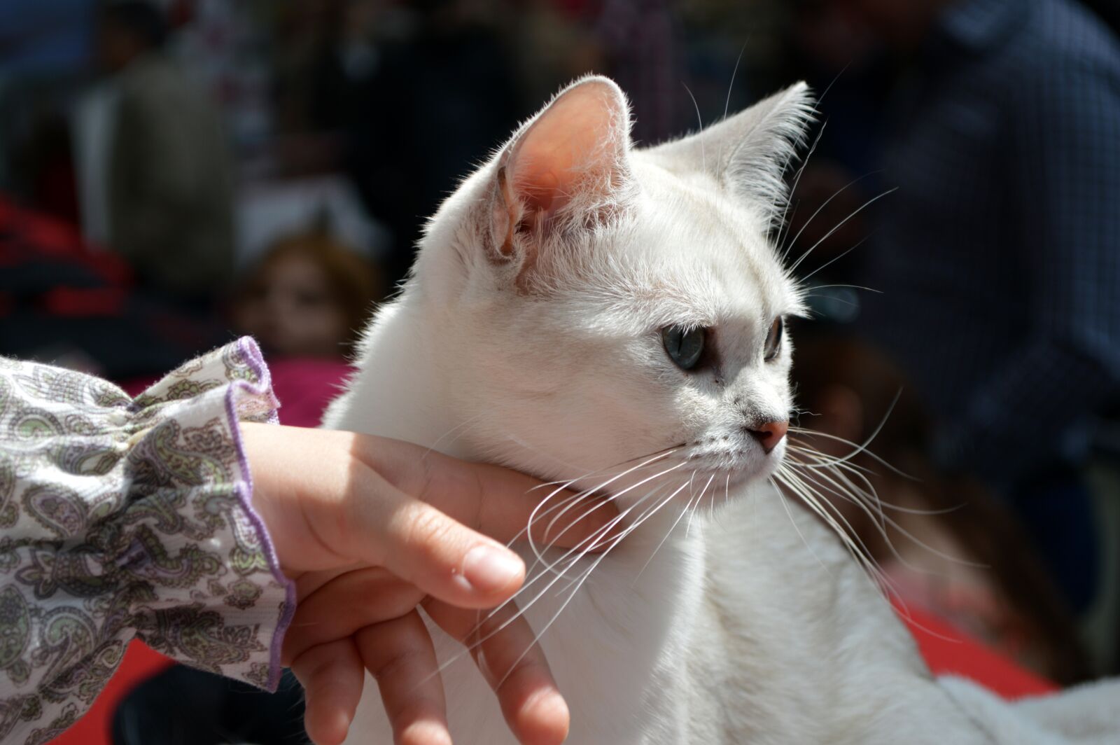Nikon D3200 sample photo. White, cat, fingers photography