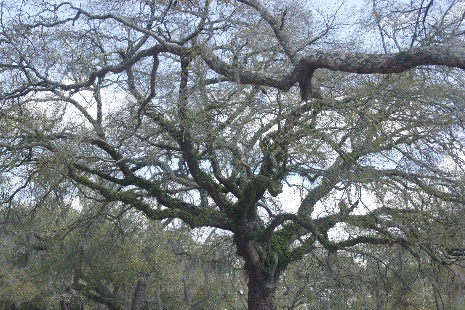Sony SLT-A33 sample photo. Tree, spring, twig photography