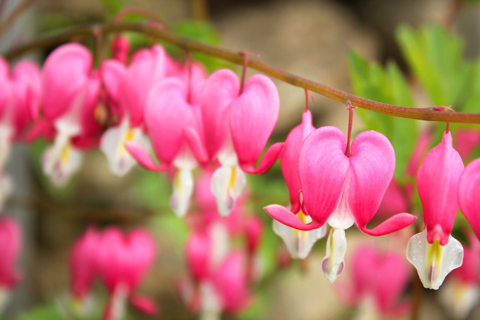 Canon EOS 550D (EOS Rebel T2i / EOS Kiss X4) sample photo. Nature, flowers, bleeding heart photography