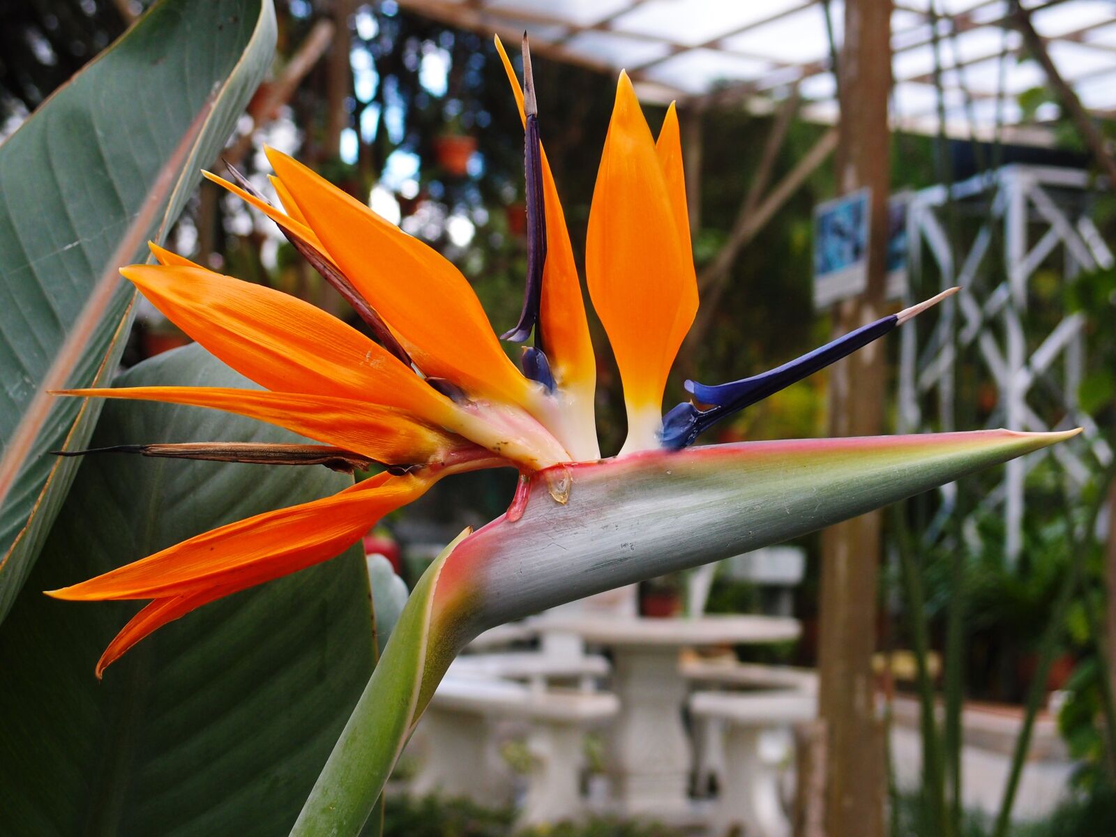 Olympus XZ-1 sample photo. Bird of paradise, flower photography