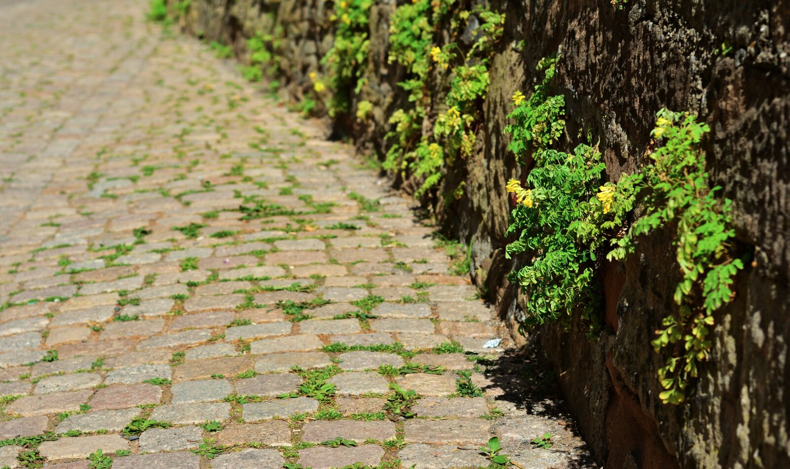 Nikon D5200 sample photo. Patch, cobblestones, road photography