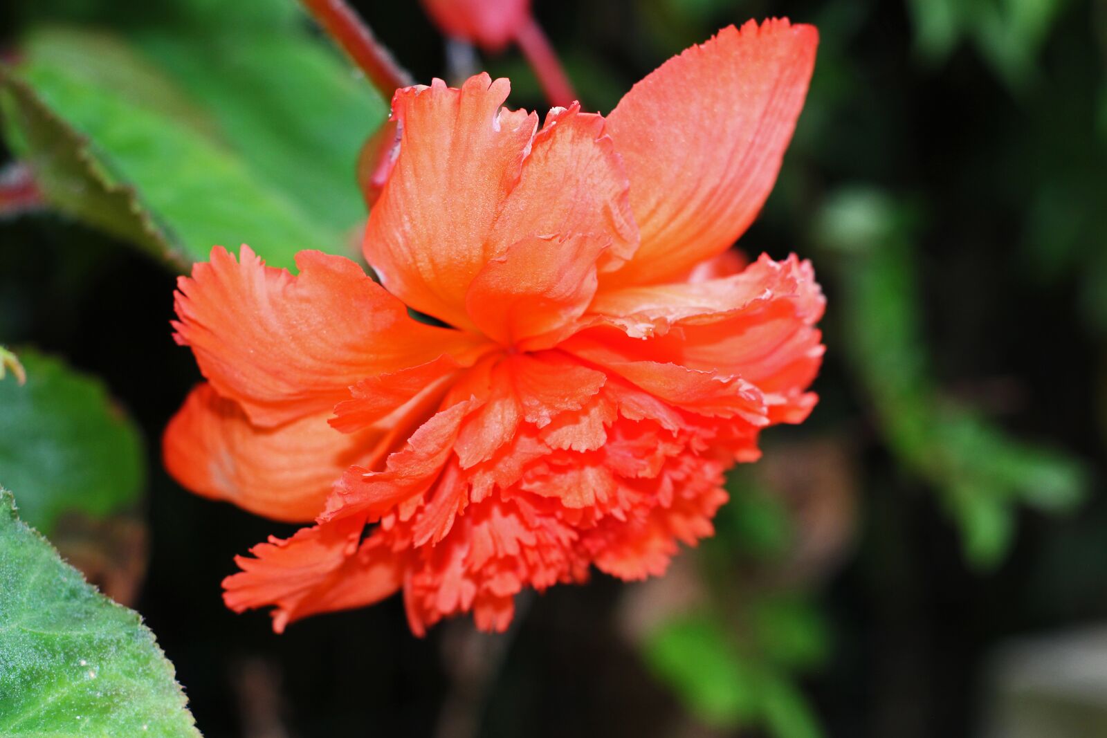Canon EOS 700D (EOS Rebel T5i / EOS Kiss X7i) sample photo. Begonia, summer flower, blossom photography