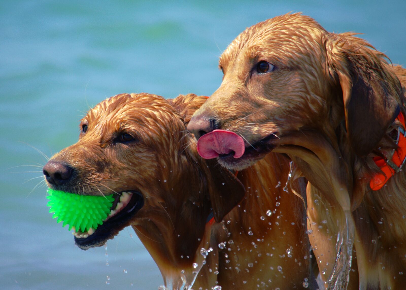 Nikon D5100 sample photo. Dogs, beach, wet photography