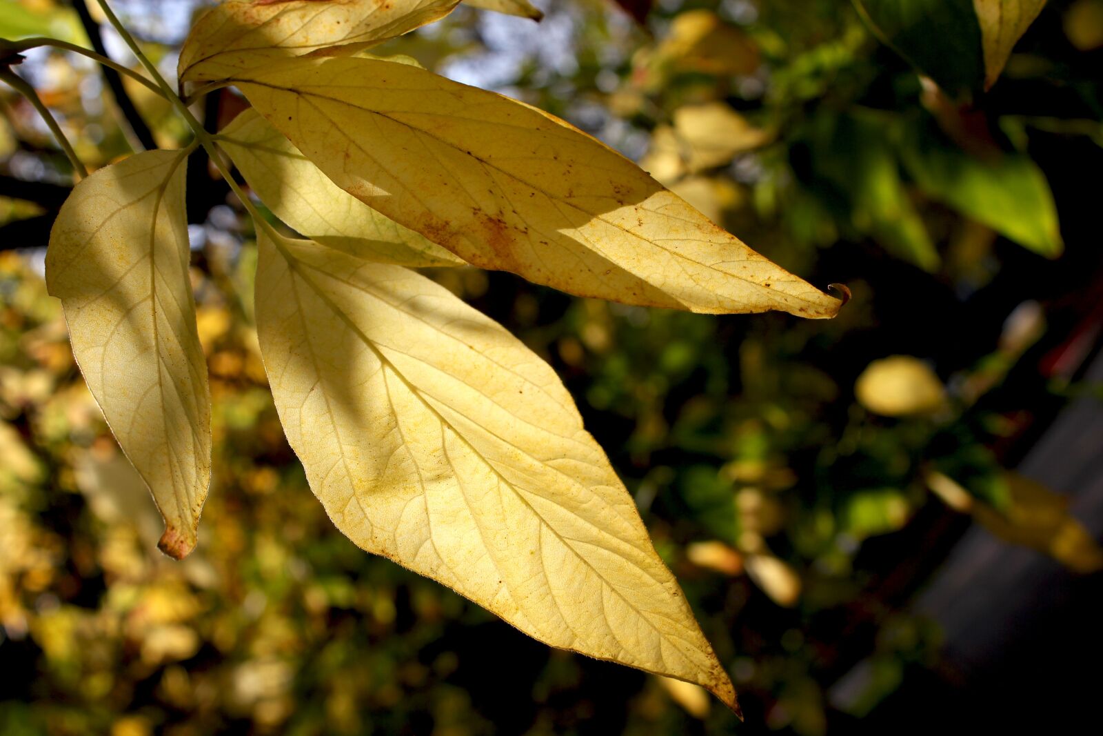 Canon EOS 550D (EOS Rebel T2i / EOS Kiss X4) sample photo. Autumn, leaf, garden photography