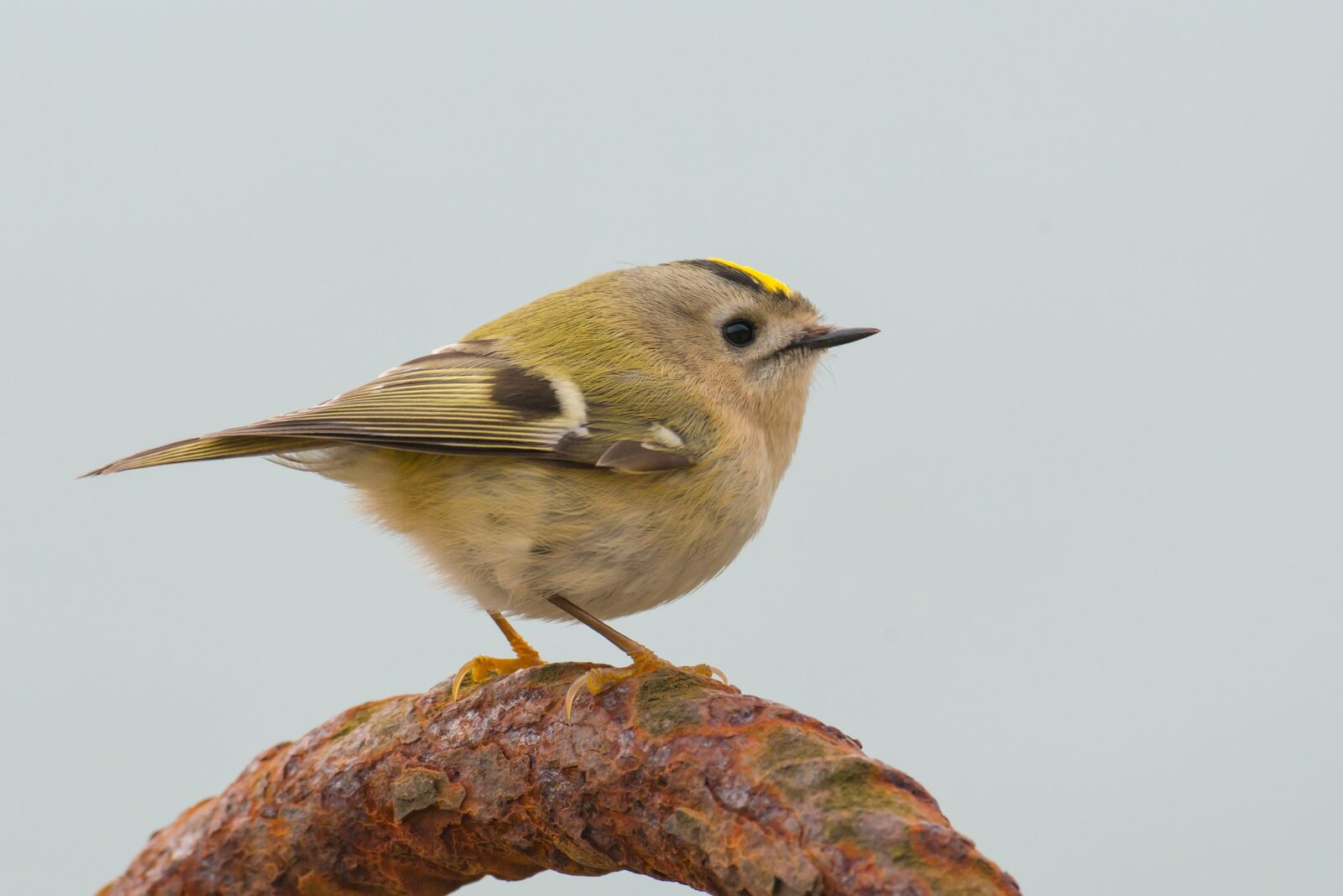 Nikon D800 sample photo. Goldcrest, regulus regulus, bird photography