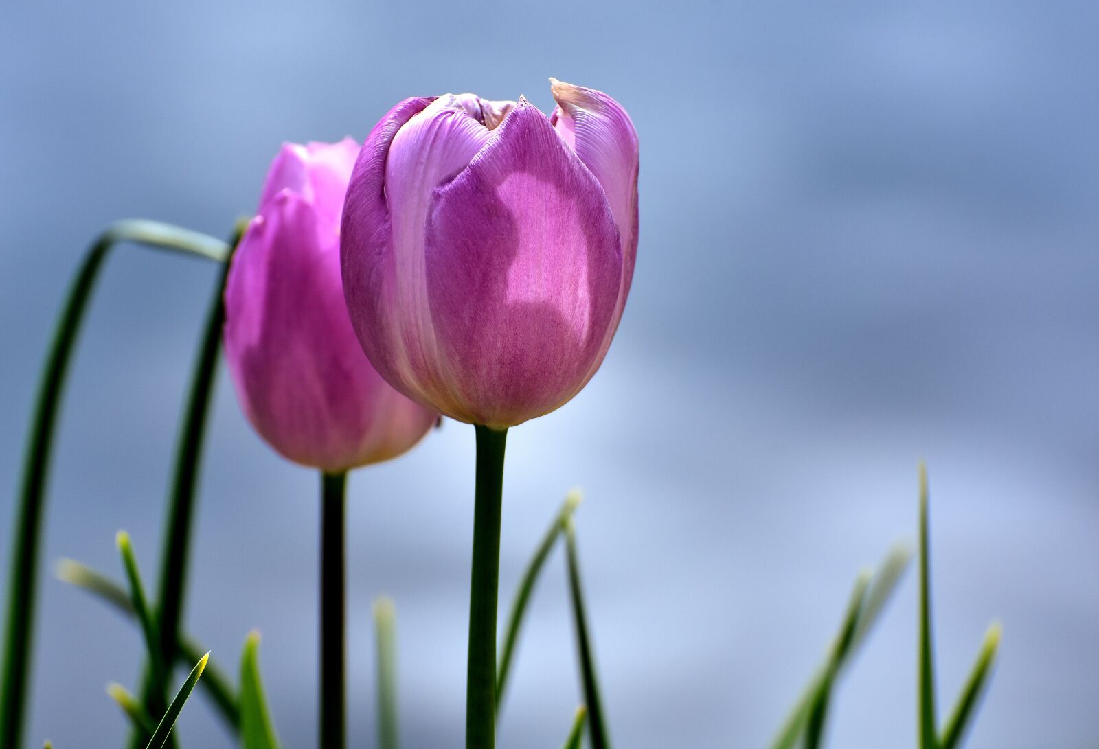 Nikon D7200 sample photo. Tulips, pink, flowers photography