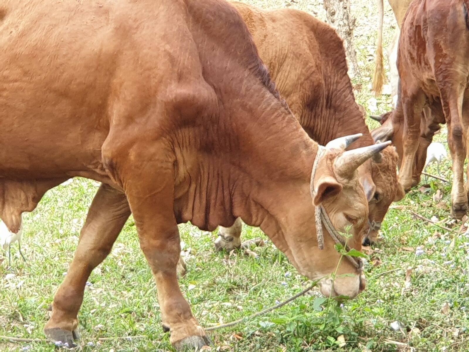 Samsung Galaxy Note9 sample photo. Cattle, taiwan yellow cattle photography