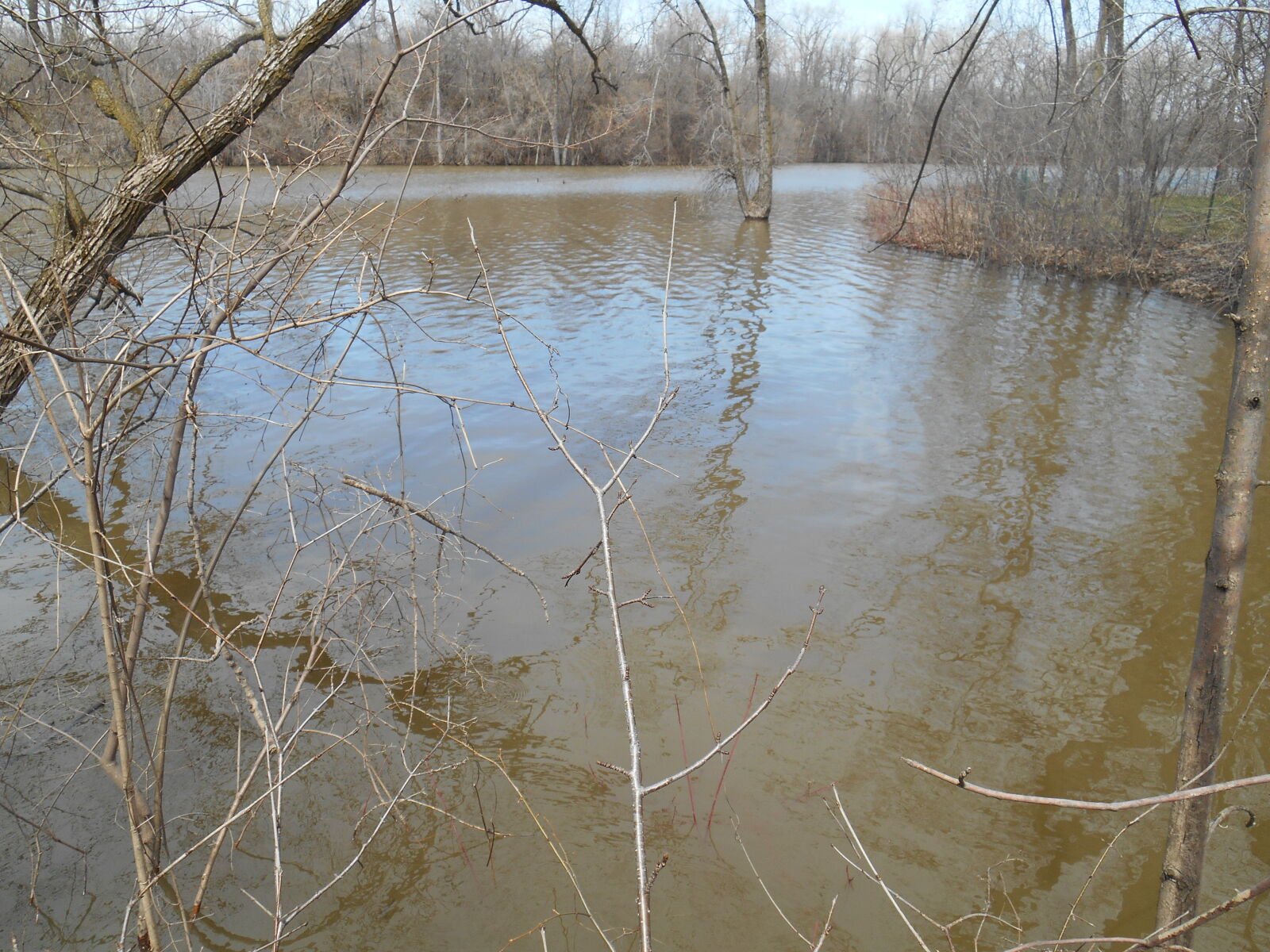 Nikon Coolpix S3500 sample photo. Branche, eau, inondation, montreal photography