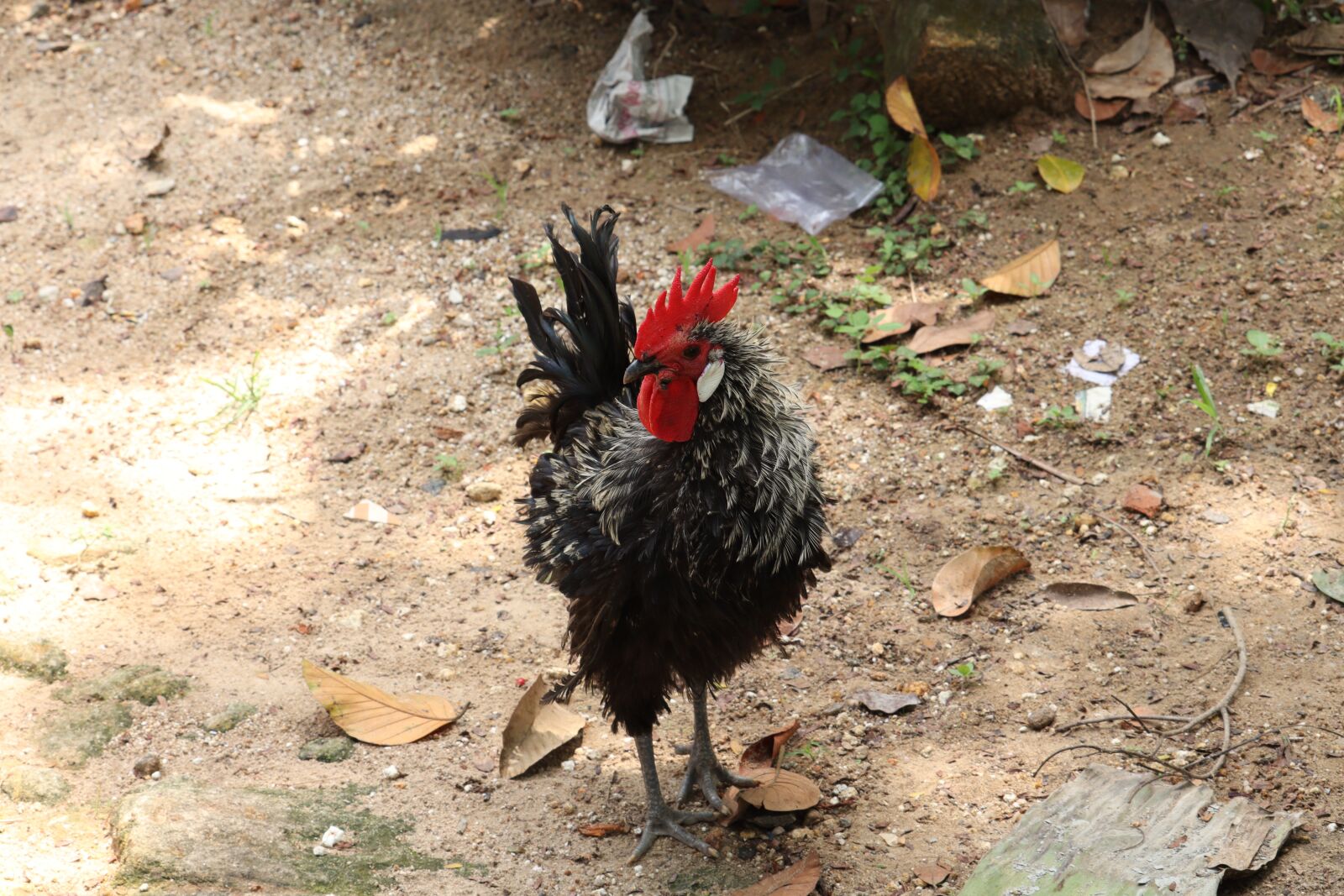 Canon EOS 250D (EOS Rebel SL3 / EOS Kiss X10 / EOS 200D II) sample photo. Rooster, hen, kerala photography