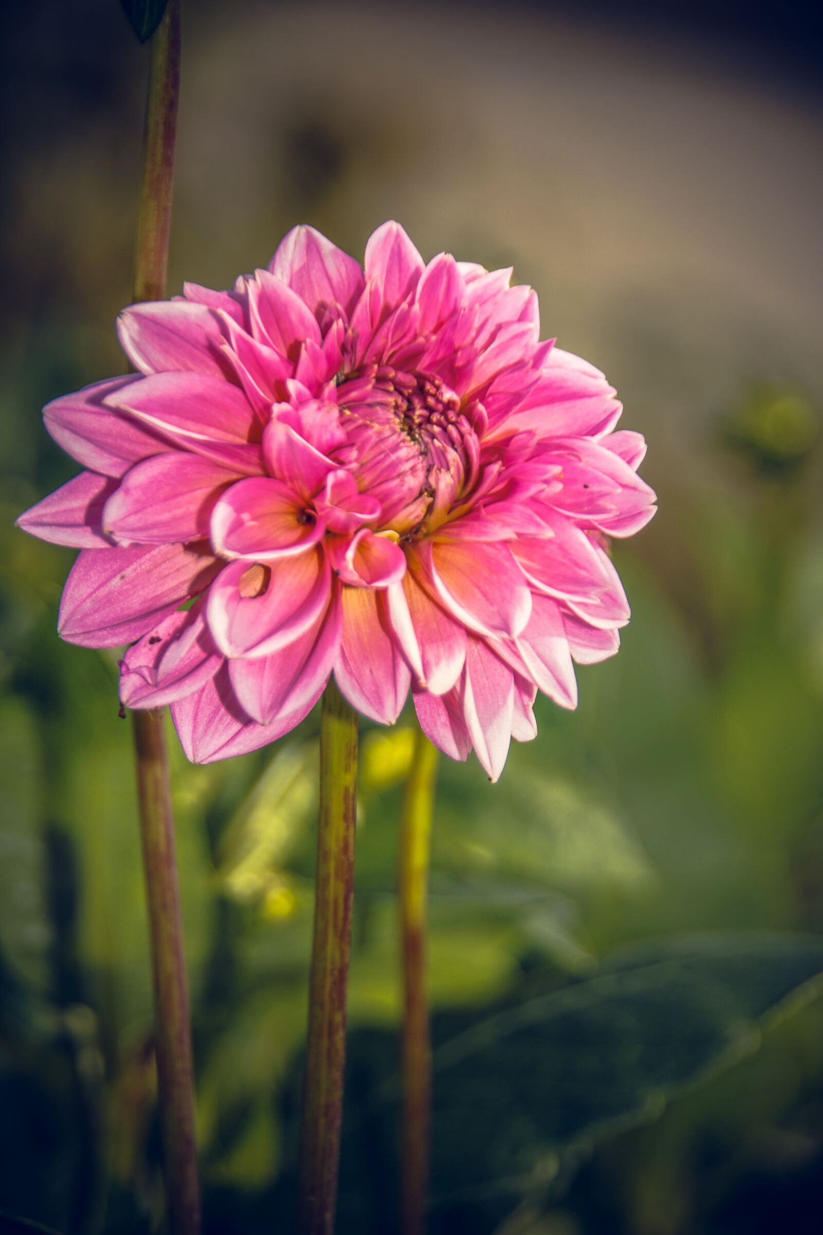 Sony ILCA-77M2 sample photo. Dahlia, blossom, bloom photography