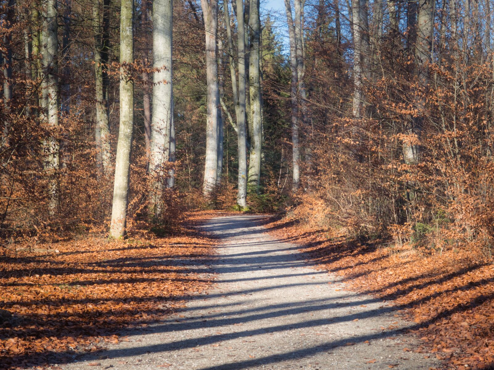 Nikon D7100 sample photo. Away, forest, path photography