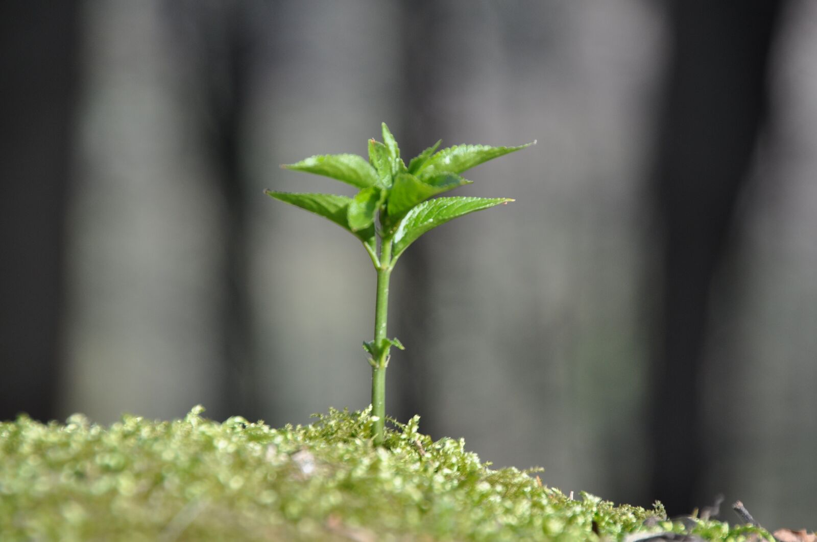 Nikon D5000 sample photo. Moss, plant, tender photography