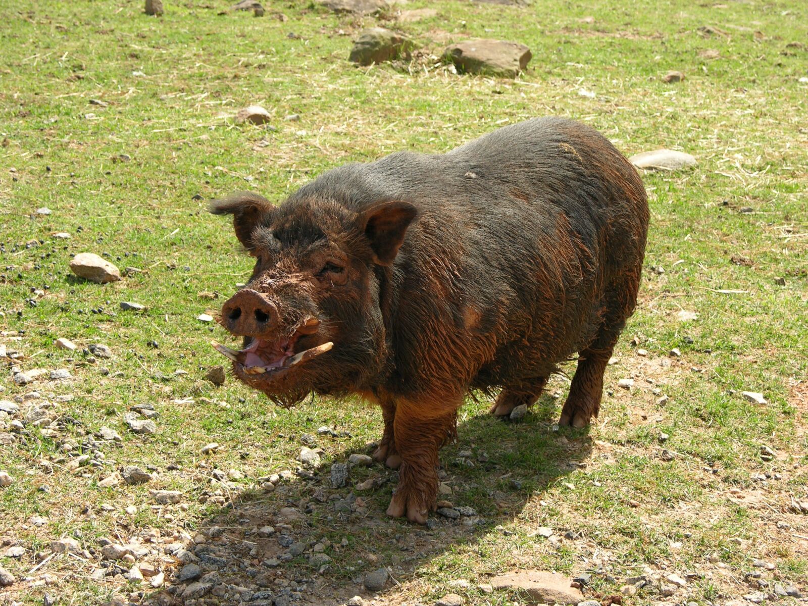 Nikon E8700 sample photo. Pig, muddy, farm photography