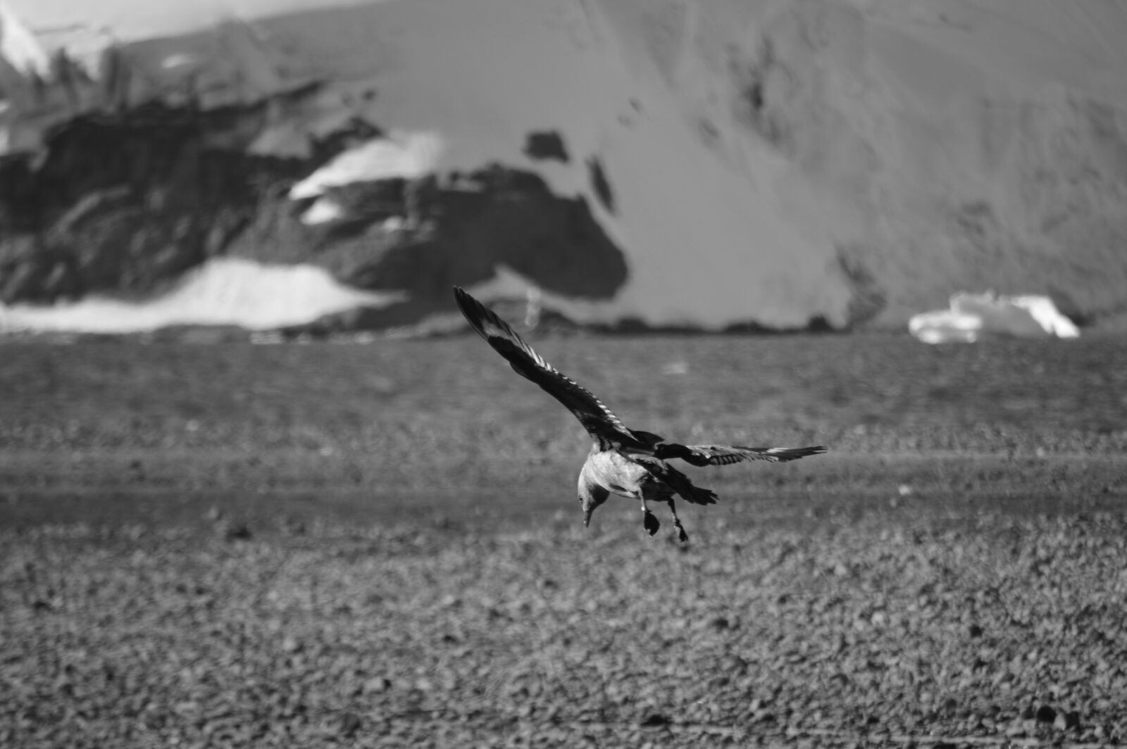 Nikon D3200 sample photo. Birds, antarctica, birds antarctic photography
