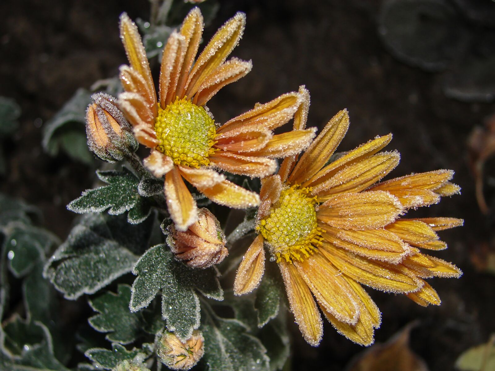 Sony DSC-H2 sample photo. Flowers, frost, chrysanthemum photography