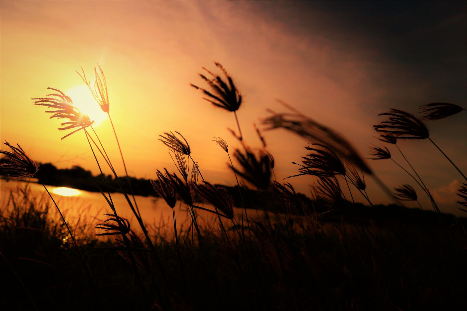 Canon EOS M10 sample photo. Grass, sunset, nature photography